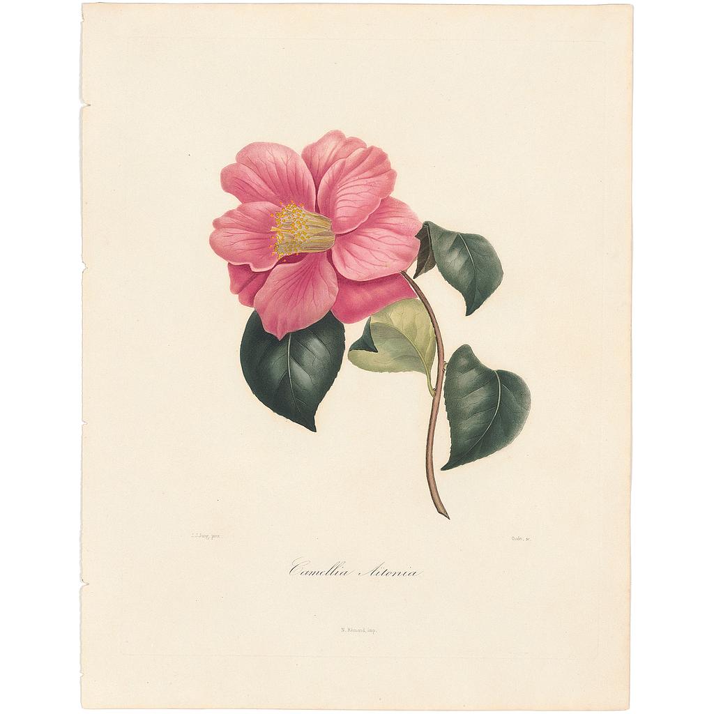 Camellia Aitonia