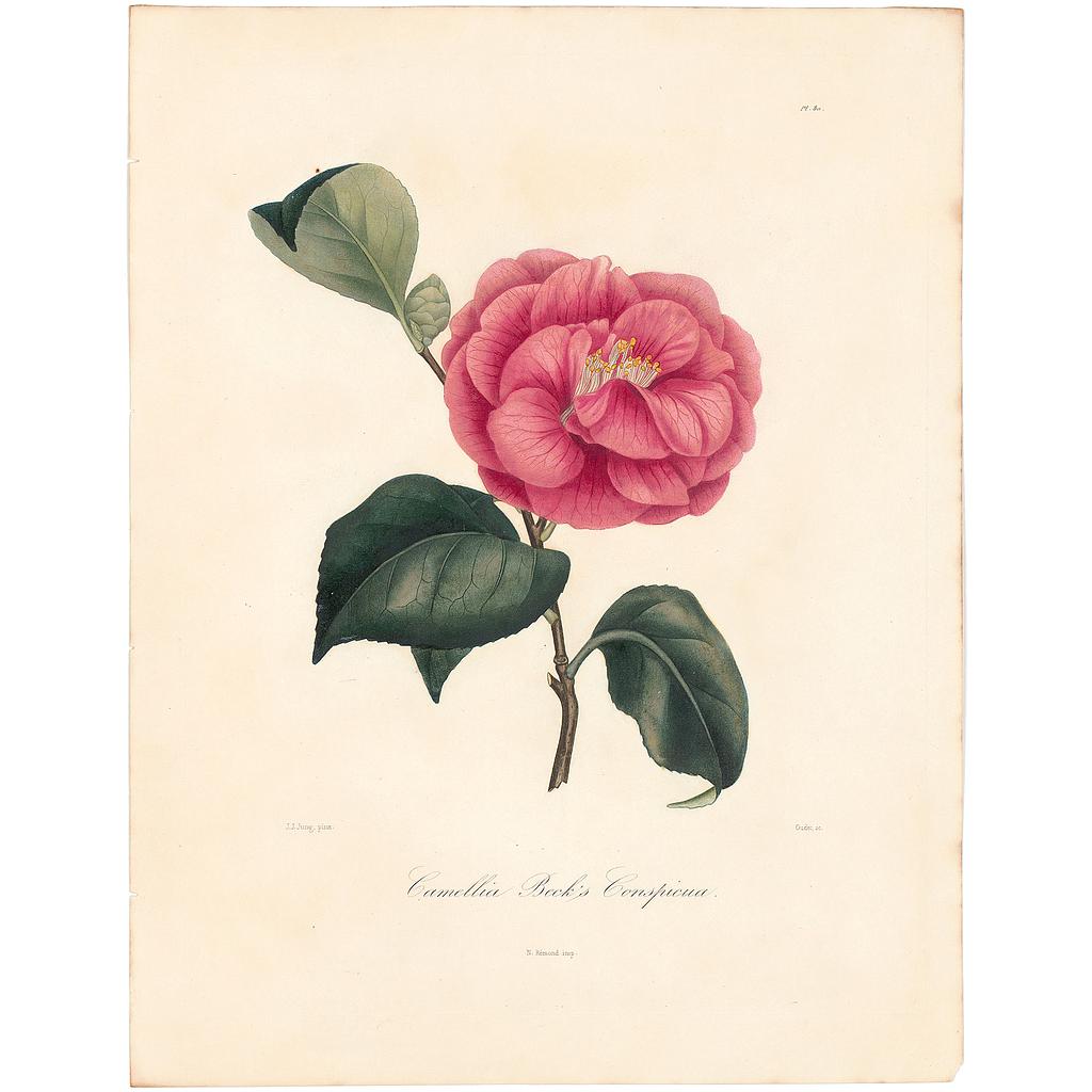 Camellia Beck's Conspicua