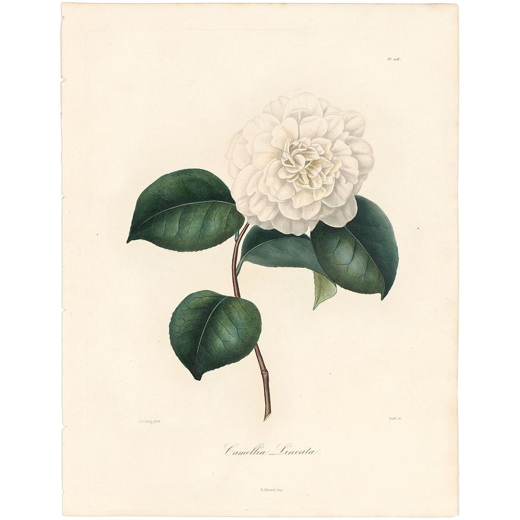 Camellia Lineata