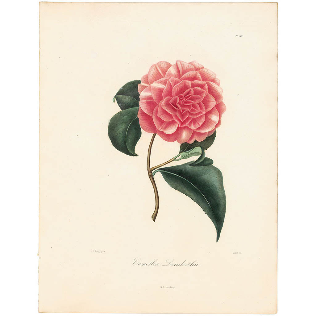 Camellia Landrethu