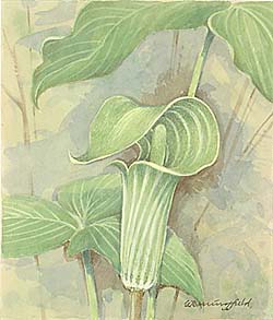 Jack in the Pulpit / Аронник