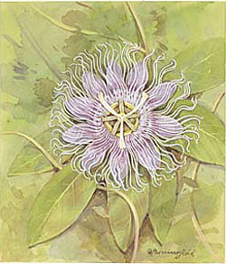 Passionflower / Страстоцвет
