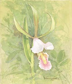 Rosebud Orchid / Бородотка