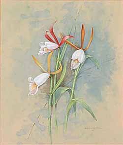Spreading Pogonia Orchid / Ваниль