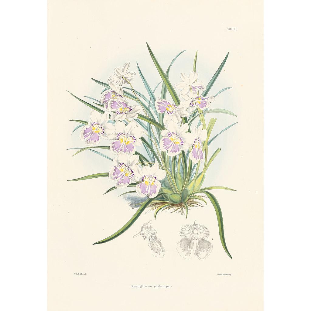 Odontoglossum phalaenopsis