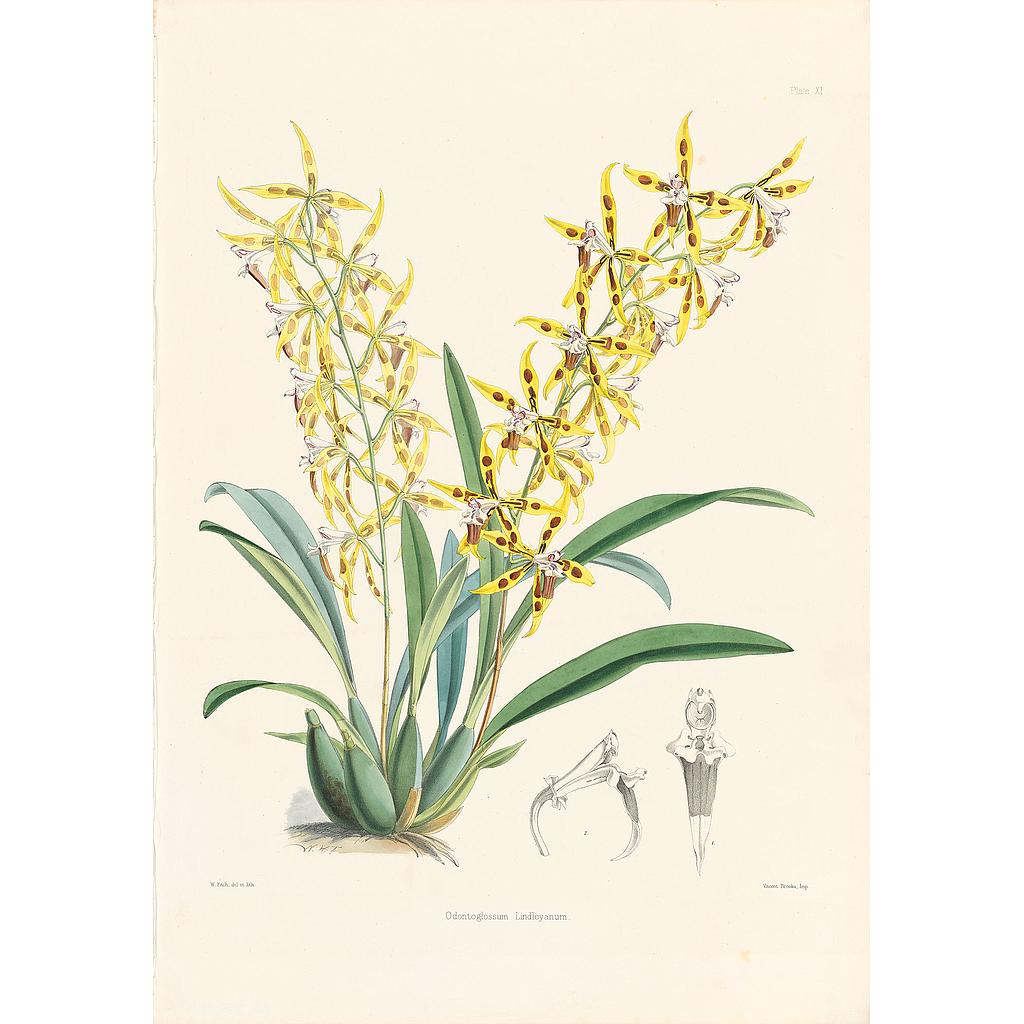 Odontoglossum Lindleyanum