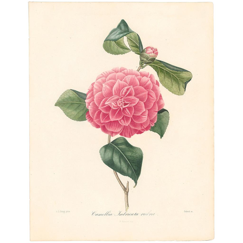 Camellia Imbricata Rubra