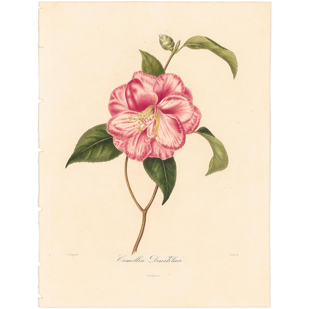 Camellia Donckloari