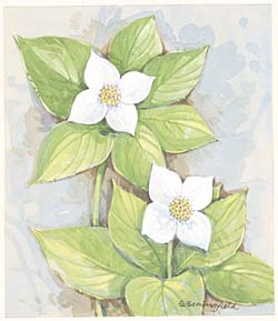 Bunchberry / Дёрен канадский