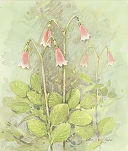 Twinflower / Линнея