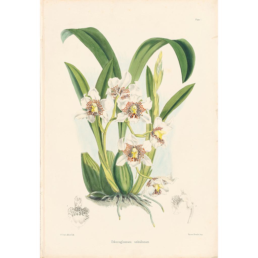 Odontoglossum Nebulosum