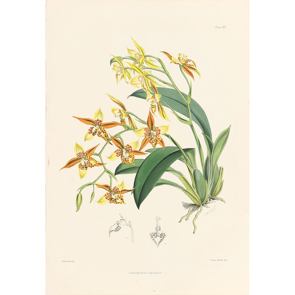Odontoglossum maculatum