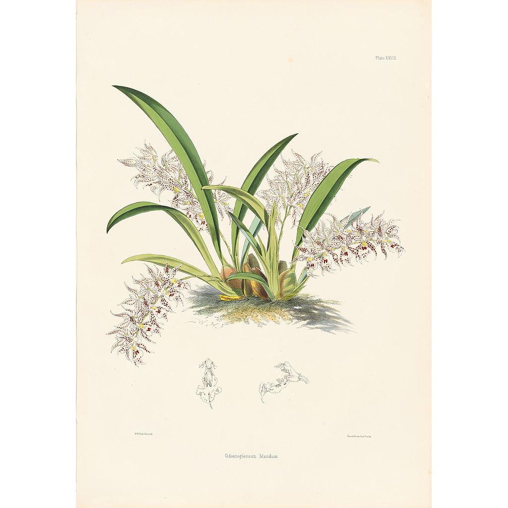 Odontoglossum blandum